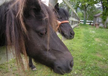 PONY.jpg