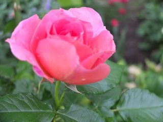 rose2.jpg